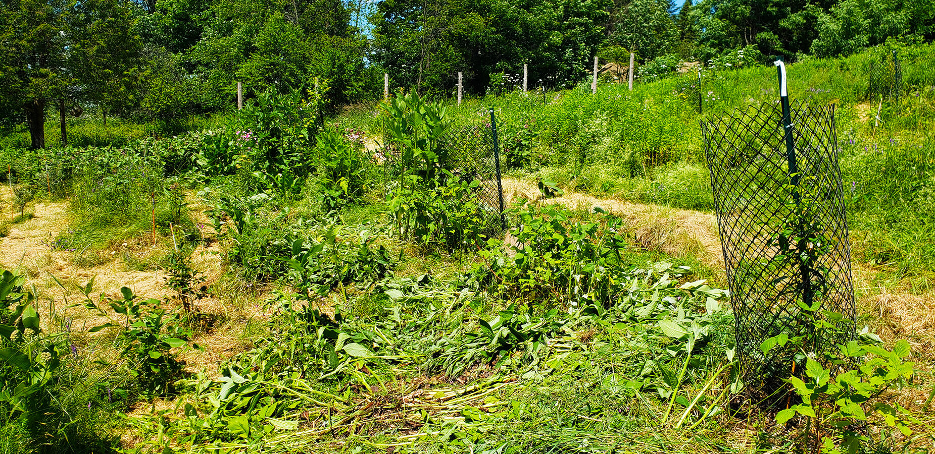 Rural Orchard - 2nd Season