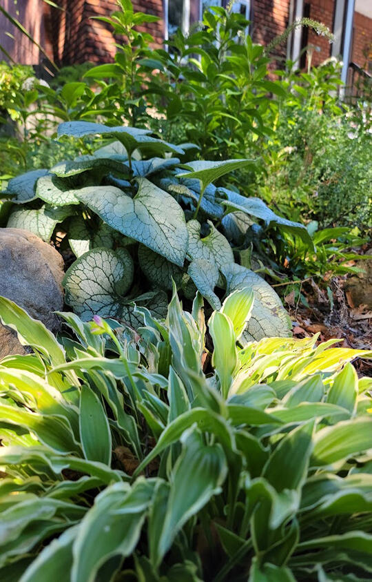 Urban Pollinator Garden